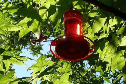 Hummingbird at feeder - Hummingbird wanting a drink.