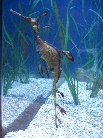 seahorse - dragon seahorse seen in aquarium