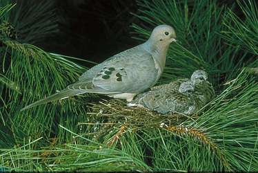 Mourning Dove & Baby - These birds are so pretty and I love to hear the sound they make. There cooing is very relaxing.