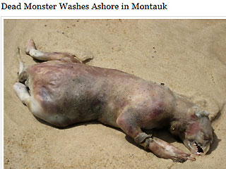 Montauk Monster  - Mystery animal washed ashore