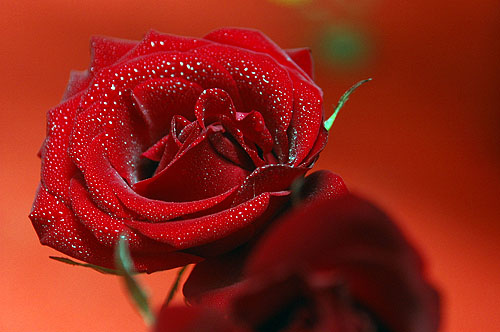 Red Rose - just make the flower wet, we will got good photo shot