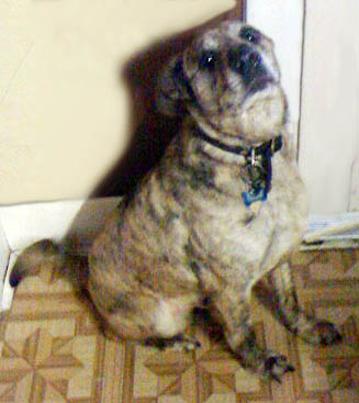 Here he is again! - Floyd, aka Stud Puppy, is posing for me in my kitchen the day before I had to surrender him. He was one of the most feared breeds, a pit bull, but deep down was just a big baby! He was my protector, and I'll always miss him!