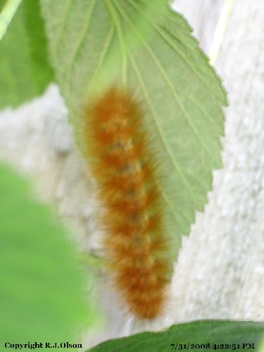 Fuzzy Friend - Found under one of my red rasberry leaves.
