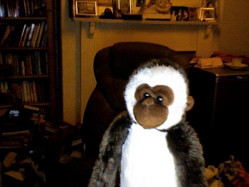Monkey Business - Monkeys in the house