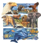 Zoo - illustration of animal collage