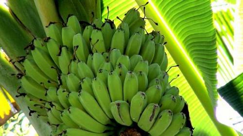 Banana - A set of Bananas waiting to be harvested.