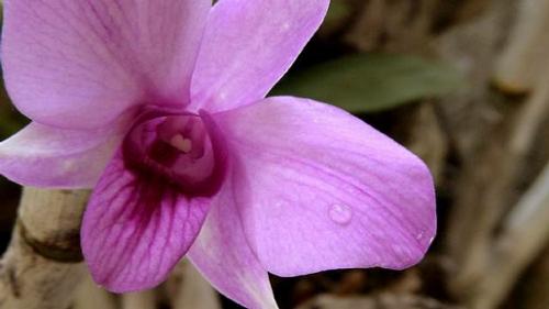 Orchid - I don't know the name of this orchid. It grows easily here in the Philippines.