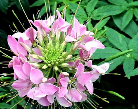 Pink Flower - Found this flower in a park.