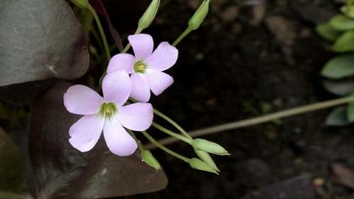 Tiny Flower - It's got brown leaves and tiny pale pink flowers. This one grows easily in my garden and don't even know its name.