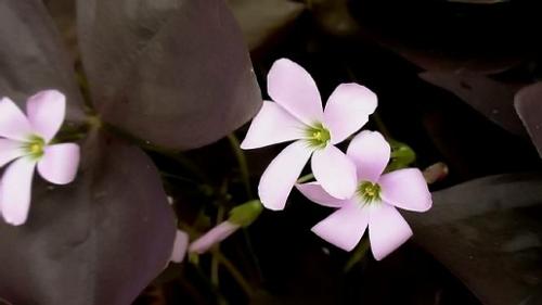 Tiny Flower - It's got tiny pale pinkish flower and brown leaves. I don't know the name of this plant.