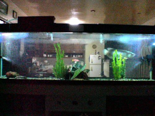 aqurium fish setup - my aquarium setup with 2 overhead filters and 2 underwater lights. a wrecked ship in the middle.