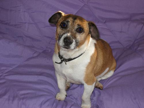 Ari - Ari the little Aussie Jack Russell