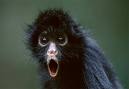 Spider Monkey - Is he hopped up on Mountain Dew? Hard to tell!