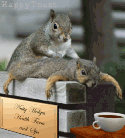 Squirrel massage - One squirrel giving another a back rub