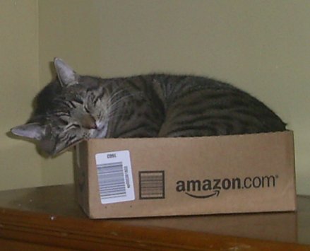 Cat in a Box - Hitchcock