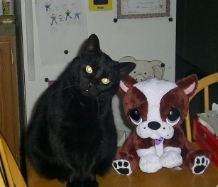 Black Cat - Ember and a friend.