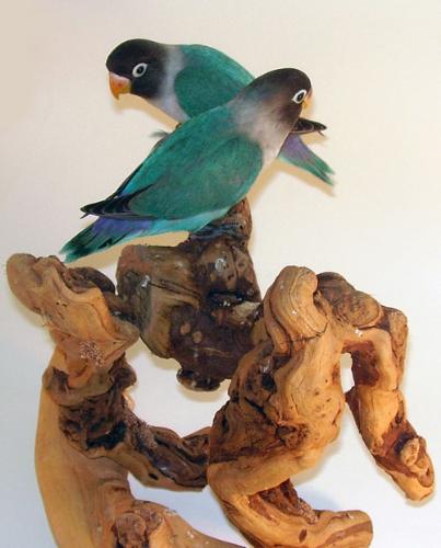 Black Masked, Blue Variant love birds - Black Masked Blue Variant love birds, Male & Female