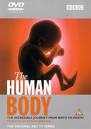 human - human body