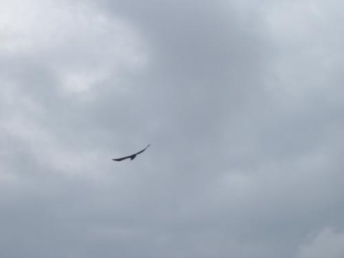 A natural photography in rainy season - pl click on the picture to see how it is dark with the crow flying