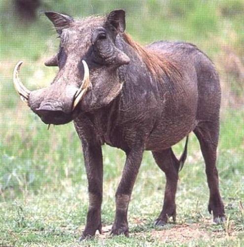 Warthog - Who needs a guard dog?