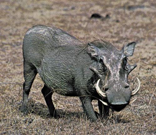 Crusty - This guy looks a little crusty.