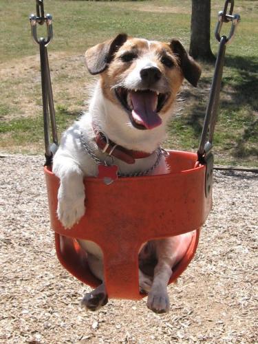 Humor - I find great humor in Jack The Wonder Dog, who will run straight to the swing set in the park during our walks and sit under the toddler swing, looking up at it until he is picked up and sat inside. Jack enjoys just one gentle push at a time. Jack really loves swinging in the toddler swings at the park. It is quite humorous when Jack will rest his head back on the chain of the swing, while swinging, enjoying the air on a hot sunny day.