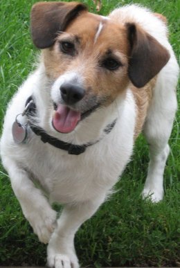 Dogs - Jack The Wonder Dog. This is Jack's celebrity picture as he is a competitor is several pet picture competitions. Jack is not only pretty cute but he is very smart, does tricks, listens well and is a very good watch dog. Jack can be found at onedogtown.com along with his profile and more photos.