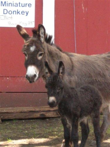 Baby Animals - This photo was taken in the late spring of 2008. The baby donkey shown in the picture was born one week previous to this photo, standing with his mom. The baby miniature donkey is named Elliot. taken with a Canon Power shot digital camera.