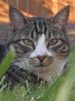 Cats - Mittens is a male cat, approximately 4 years old. His eyes are green. Mittens is a fabulous mouser and loves to play. His coat is so soft but he doesn't like it when someone pets him continuously. Mittens resides with his pal, Eli. This is a digital photo, taken with a Canon Power Shot Camera.