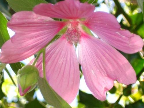 flowers - This is a flower of a Lavetera tree within my flower garden. Beautiful pink, this tree produces masses of flowers, starting in July through to September. The Butterflies Love this bush. Photo taken with a Canon Power Shot Digital Camera.