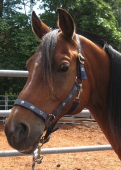 horses - This is an Arabian gelding named Teko, wearing his blue halter. Teko resides at a barn with many other horses.