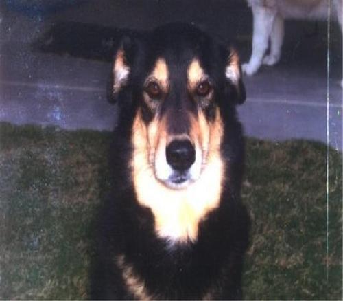 Mocha! - This is my Mocha :( I miss her so much :*(