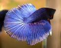 fish - they are so cute,i love them very much.