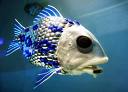 fish - cute and lovely