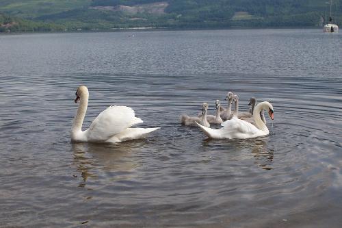Swans and cygnets on Loch Lomond  - Cob pen and cygnets swiming on Loch Lomond