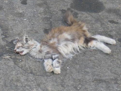 dead cat on the street flattened - dead cat