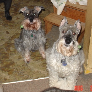 My two boys-Fritz & Rocky - photo of my two boy mini-schnauzers: Rocky & Fritz