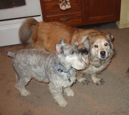 Rocky trying to play with Shelby - photo of my schnauzer Rocky trying to play with the princess Shelby who doesn't want anything to do with him