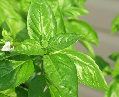 basil - This is what basil looks like