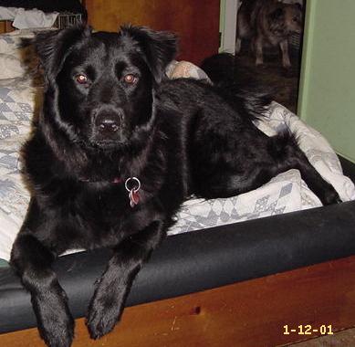 Midnight, my black lab mix - photo of my dog Midnight-black lab mix