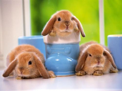rabbits - lovely rabbits