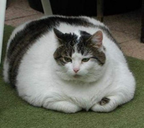 Big Fat cat..  - fat cat..having a lot of "fat"