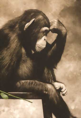 the great thinker - animals also think