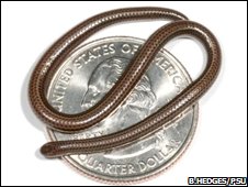 The worlds smallest snake - Snake species