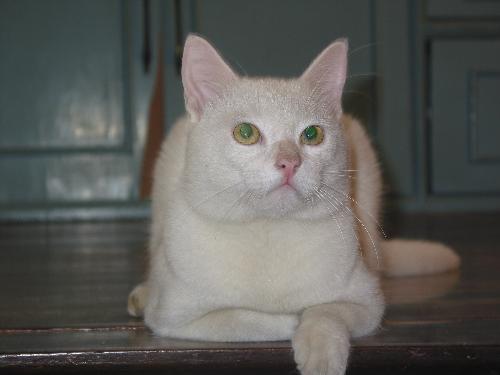 My Cat, Shiro - This is my cat. His name is shiro. We got him christmas 2006. He is already turning 2 this coming september. Tell me what you think about my cat, I would like to hear your thoughts..