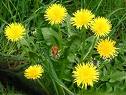 dandelion - A dandelion plant that&#039;s flowering. 