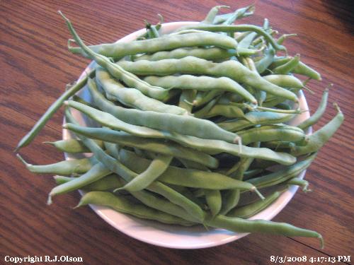 Green Beans - Fresh picked from my Minnesota garden 8-03-2008.