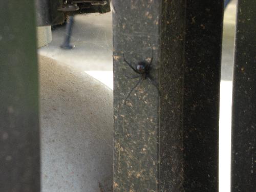 Black Widow Spider on my grill in my backyard - My hubby destroyed her web with our Pooper Scooper when he went to use the grill today. He didn&#039;t know it was a Black Widow Spider&#039;s web until I saw her run for cover and pointed her out to him. She terrifies me!