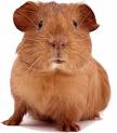 guinea pig - Cute picture of a guinea pig.