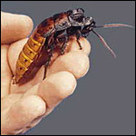 cockroach - A pet cockroach held by someone.
